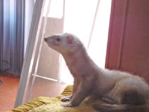 bonoposando1.jpg