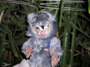 cocolobo2.jpg