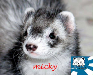 mickyfans.jpg