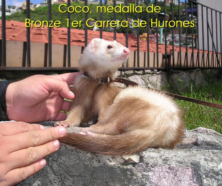 cococampeon.jpg