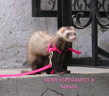 sidnyespera.jpg